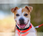 Small #14 American Pit Bull Terrier Mix