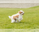 Small #5 Goldendoodle (Miniature)
