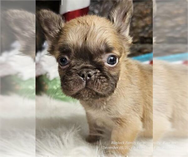Medium Photo #15 French Bulldog Puppy For Sale in MIAMI, FL, USA