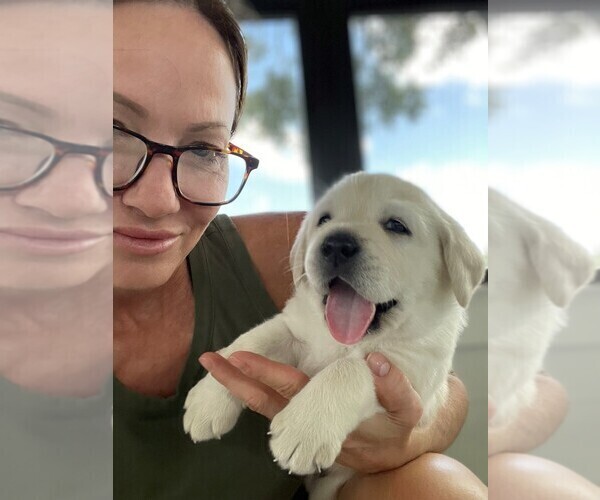 Medium Photo #12 Labrador Retriever Puppy For Sale in LAKE WALES, FL, USA