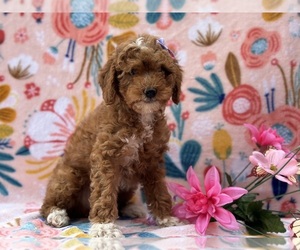 Goldendoodle (Miniature) Puppy for sale in LANCASTER, PA, USA