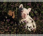 Small #1 French Bulldog