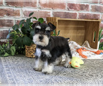 Small #5 Schnauzer (Miniature)