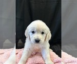 Small Photo #3 English Cream Golden Retriever Puppy For Sale in PINEHURST, TX, USA