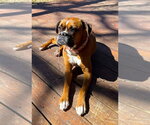Small #3 Boxer