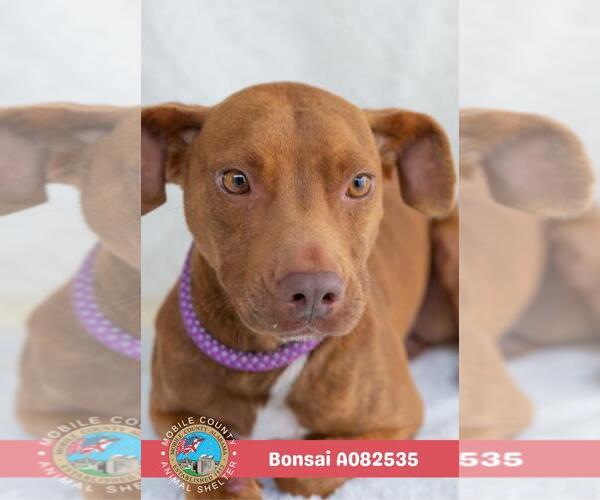 Medium Photo #1 Labrador Retriever-Unknown Mix Puppy For Sale in Mobile, AL, USA