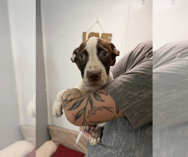 Medium Photo #3 Australian Shepherd-Unknown Mix Puppy For Sale in Southbury, CT, USA