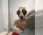 Small Photo #3 Australian Shepherd-Unknown Mix Puppy For Sale in Southbury, CT, USA