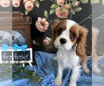 Small #1 Cavalier King Charles Spaniel