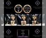 Puppy Donut F1B Morkie