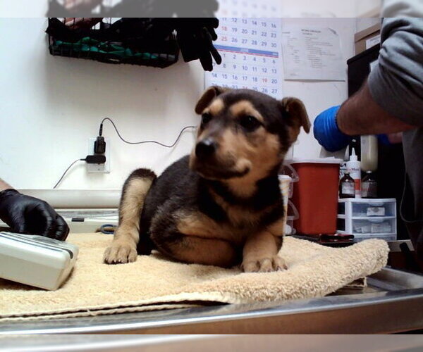 Medium Photo #1 German Shepherd Dog-Unknown Mix Puppy For Sale in Martinez, CA, USA