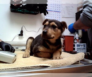 German Shepherd Dog-Unknown Mix Dogs for adoption in Martinez, CA, USA