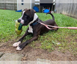 Ruffian - Male Staffordshire Bull Terrier-Unknown Mix Dog for Adoption - Photo #2