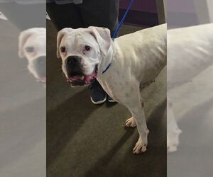 Boxer Dogs for adoption in Katy, TX, USA