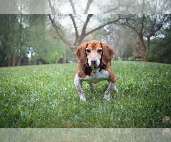 Medium Photo #1 Beagle Puppy For Sale in Bardstown, KY, USA