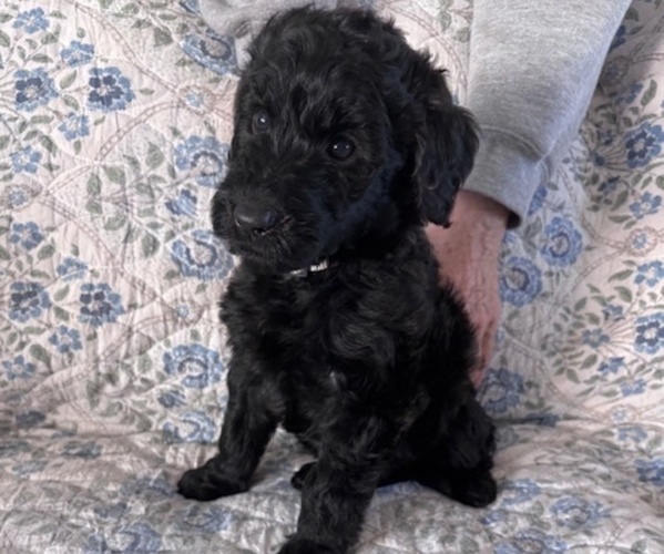 Medium Photo #2 Schnoodle (Giant) Puppy For Sale in ANDERSON, CA, USA