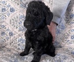 Small Photo #16 Schnoodle (Giant) Puppy For Sale in ANDERSON, CA, USA