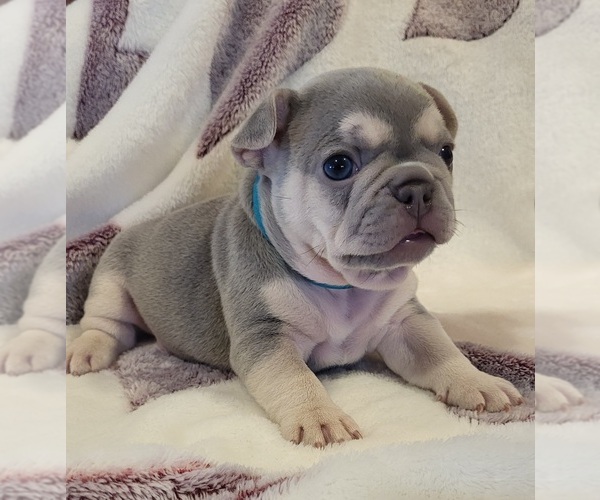Medium Photo #1 French Bulldog Puppy For Sale in YANTIS, TX, USA