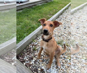 German Pinscher-Unknown Mix Dogs for adoption in Virginia Beach, VA, USA