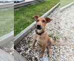 Small German Pinscher Mix
