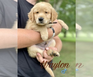 Golden Retriever Puppy for sale in CHAPMANSBORO, TN, USA