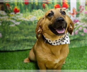 Bassetdor Dogs for adoption in Petaluma, CA, USA