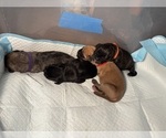 Small Photo #26 Cane Corso Puppy For Sale in CASTRO VALLEY, CA, USA