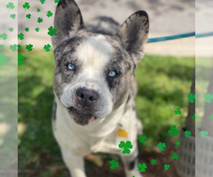 Dublin - Male French Bulldog-Siberian Husky Mix Dog for Adoption - Photo #2
