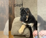 Small Photo #8 German Shepherd Dog Puppy For Sale in GREENWOOD, WI, USA