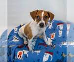 Small #4 Jack Russell Terrier Mix