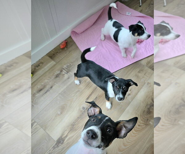 Medium Photo #1 Rat Terrier-Unknown Mix Puppy For Sale in Atlanta, GA, USA