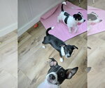 Harley, Harper and Henry (SC) - Female Rat Terrier-Unknown Mix Dog for Adoption - Small photo