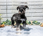 Small Photo #9 Schnauzer (Miniature) Puppy For Sale in BALTIC, OH, USA