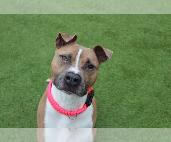 Medium Photo #1 Mutt Puppy For Sale in Chestertown, MD, USA