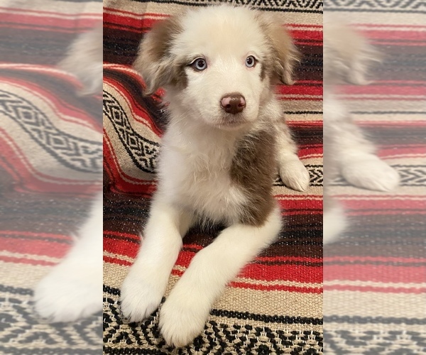 Medium Photo #4 Australian Shepherd Puppy For Sale in WEST PLAINS, MO, USA