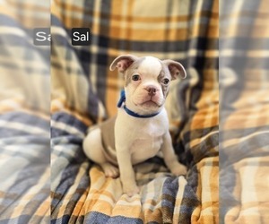 Boston Terrier Puppy for sale in MINERAL WELLS, WV, USA