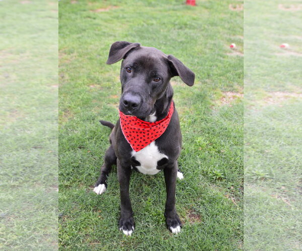 Medium Photo #1 Labrador Retriever-Unknown Mix Puppy For Sale in McKinney, TX, USA