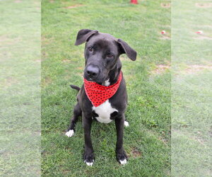 Labrador Retriever-Unknown Mix Dogs for adoption in McKinney, TX, USA