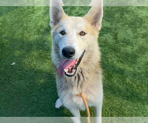 German Shepherd Dog Dogs for adoption in Orange, CA, USA