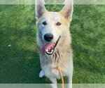 MOTI - Male German Shepherd Dog Dog for Adoption - Small photo