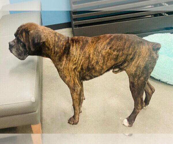 Medium Photo #4 Boxer Puppy For Sale in Austin, TX, USA
