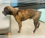 Small #3 Boxer