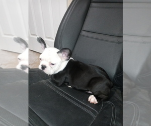 French Bulldog Puppy for sale in ADAMS CITY, CO, USA