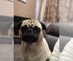 Small Photo #1 Pug Puppy For Sale in CHEYENNE, WY, USA
