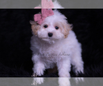 Puppy Missy Maltipoo (Miniature)