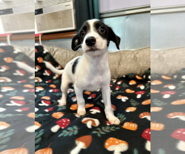 Medium Photo #1 Mutt Puppy For Sale in Pacolet, SC, USA