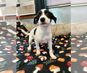Earl Jul 26 - An Annie Pup - Male Mutt Dog for Adoption