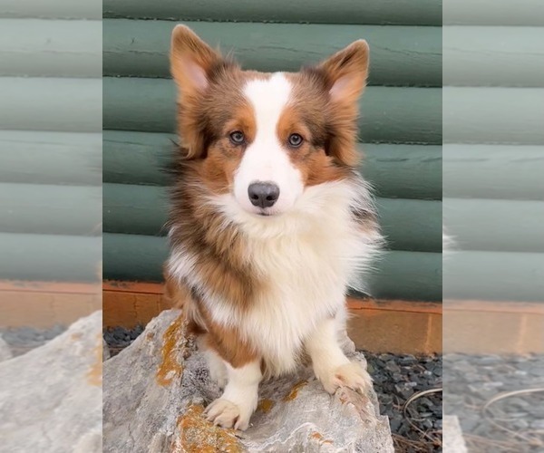 Medium Photo #1 Pembroke Welsh Corgi Puppy For Sale in SARATOGA, WY, USA