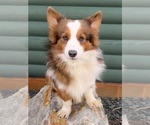 Small Photo #1 Pembroke Welsh Corgi Puppy For Sale in SARATOGA, WY, USA