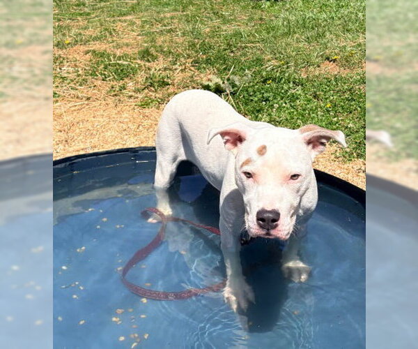 Medium Photo #3 American Pit Bull Terrier Puppy For Sale in Derwood, MD, USA